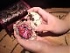 ��craftsperson��BABY DRAGON