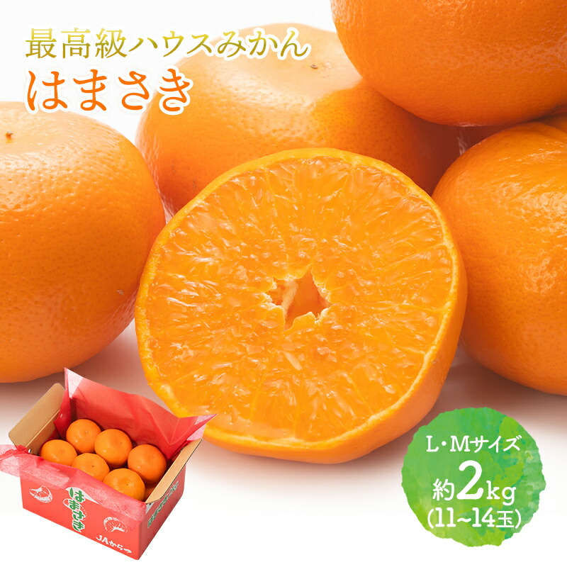 ��2026ǯ2����ܡ�3���ܤ��Ϥ��� ���츩�� �Ϥޤ��� �� 2kg (L��M������ 11��14��)  JA�����