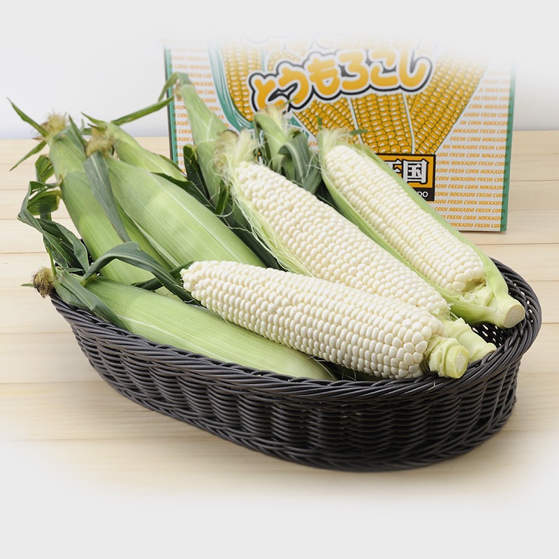 �� 2026/8/20��9/15���Ϥ���  �̳�ƻ�� �Ȥ�������� ( �ۥ磻�� ) SN0000-031091