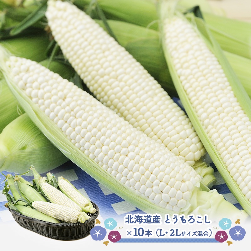 �� 2026/8/20��9/15���Ϥ���  �̳�ƻ�� �Ȥ�������� ( �ۥ磻�� ) SN0000-031091