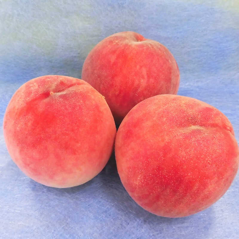 �� ���渵 2026/7/25��8/10���Ϥ��� �� �� ������� 2�� ��3�� ��1.4kg CG113 ���渵