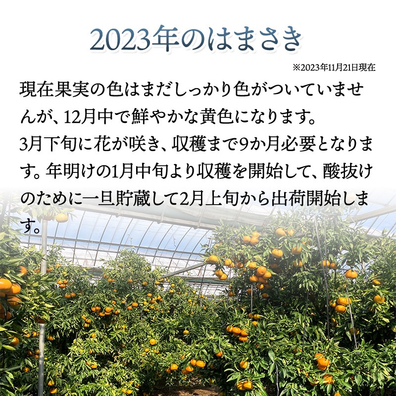 ��2026ǯ2����ܡ�3���ܤ��Ϥ��� ���츩�� �Ϥޤ��� �� 2kg (L��M������ 11��14��)  JA�����