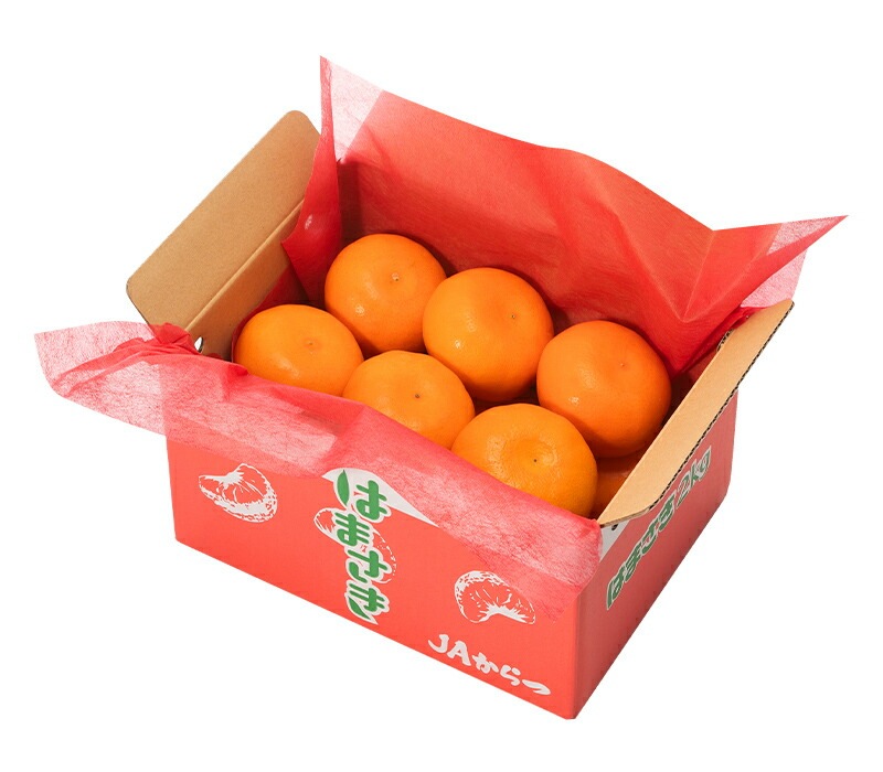 ��2026ǯ2����ܡ�3���ܤ��Ϥ��� ���츩�� �Ϥޤ��� �� 2kg (L��M������ 11��14��)  JA�����