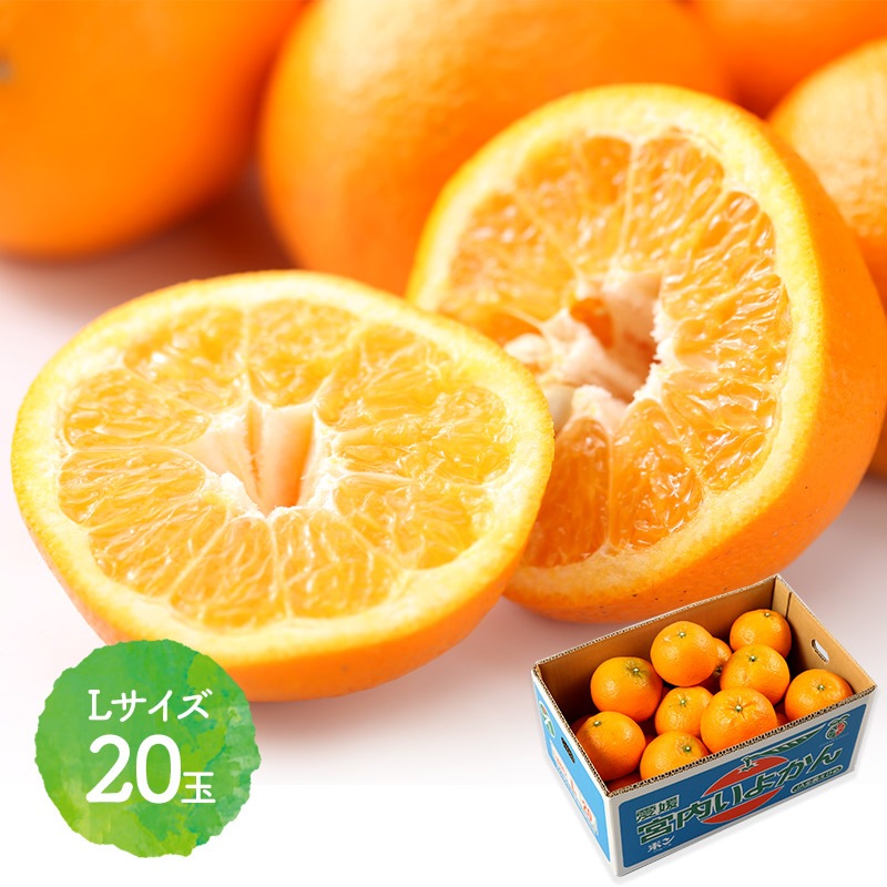 ��2026ǯ2���ܡ����ܤ��Ϥ��� ��ɲ���� �����ͽ�� L������ 20�̵�  (�� 5kg ) ��JA���Ҥ������