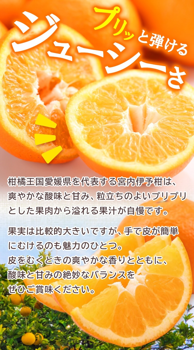 ��2026ǯ2���ܡ����ܤ��Ϥ��� ��ɲ���� �����ͽ�� L������ 20�̵�  (�� 5kg ) ��JA���Ҥ������