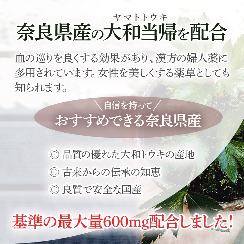 ������������� Angelica �´��ɥ�� 50�� �򹯿���