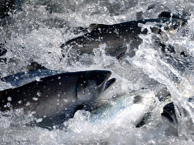 �ڼ����ѡ� ��Φ�� ����������� 15��