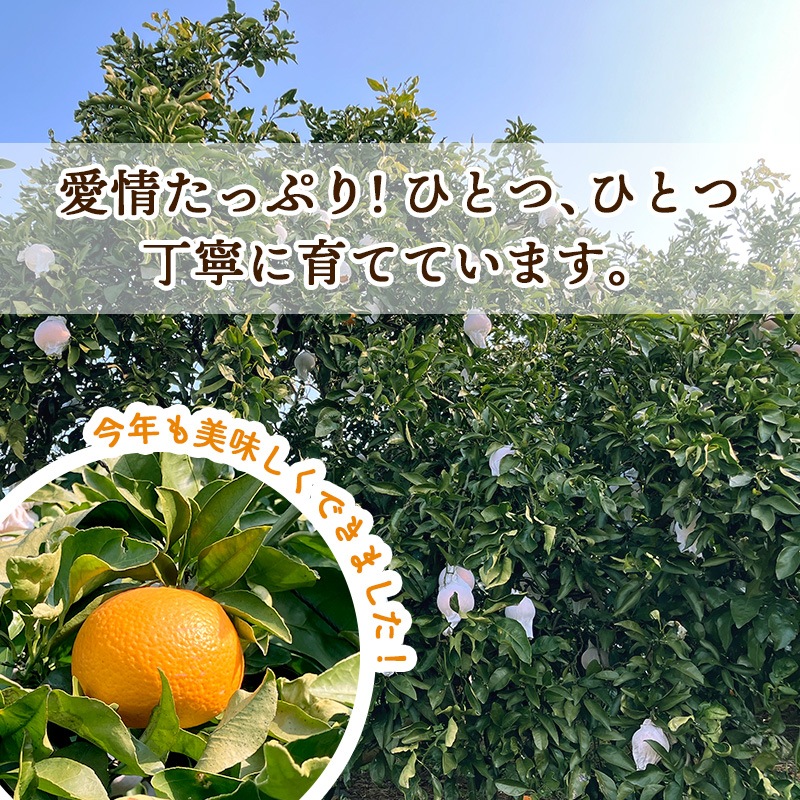 ��2026ǯ2����ܡ�5/15���Ϥ��� �²λ� ľ�� ��������� ���������  �� 2kg �� M �� LL ���������� ��