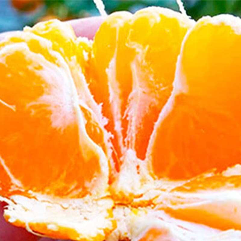   2025 11ܡ12ܤϤۡ£ѡɲߤ 5kg