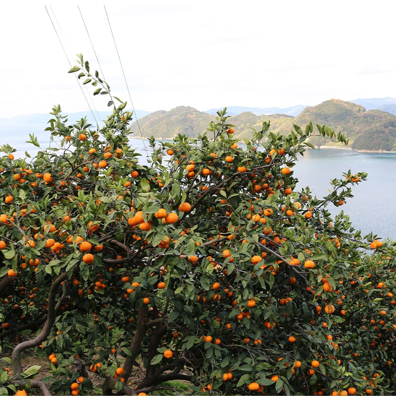   2025 11ܡ12ܤϤۡ£ѡɲߤ 5kg