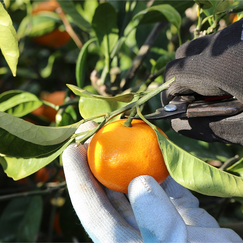   2025 11ܡ12ܤϤۡ£ѡɲߤ 5kg