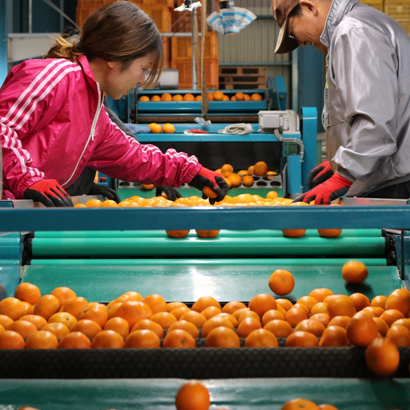   2025 11ܡ12ܤϤۡ£ѡɲߤ 5kg