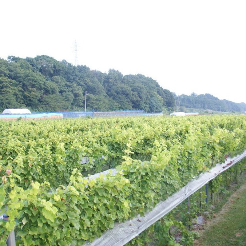 �ޤȤ��㤤�� ������ 2025 ����ץ� �磻�ʥ꡼�������Υ��졼�ץ��塼����