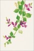 花のちぎり絵ポストカード「萩」|花のちぎり絵ポストカード