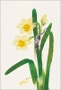 花のちぎり絵ポストカード「水仙」|花のちぎり絵ポストカード