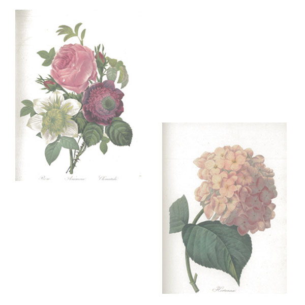 洋書　ルデューテ　花　画集　ハードカバー 洋書 ルデューテ 花 画集 ハードカバー （図録 花の画家