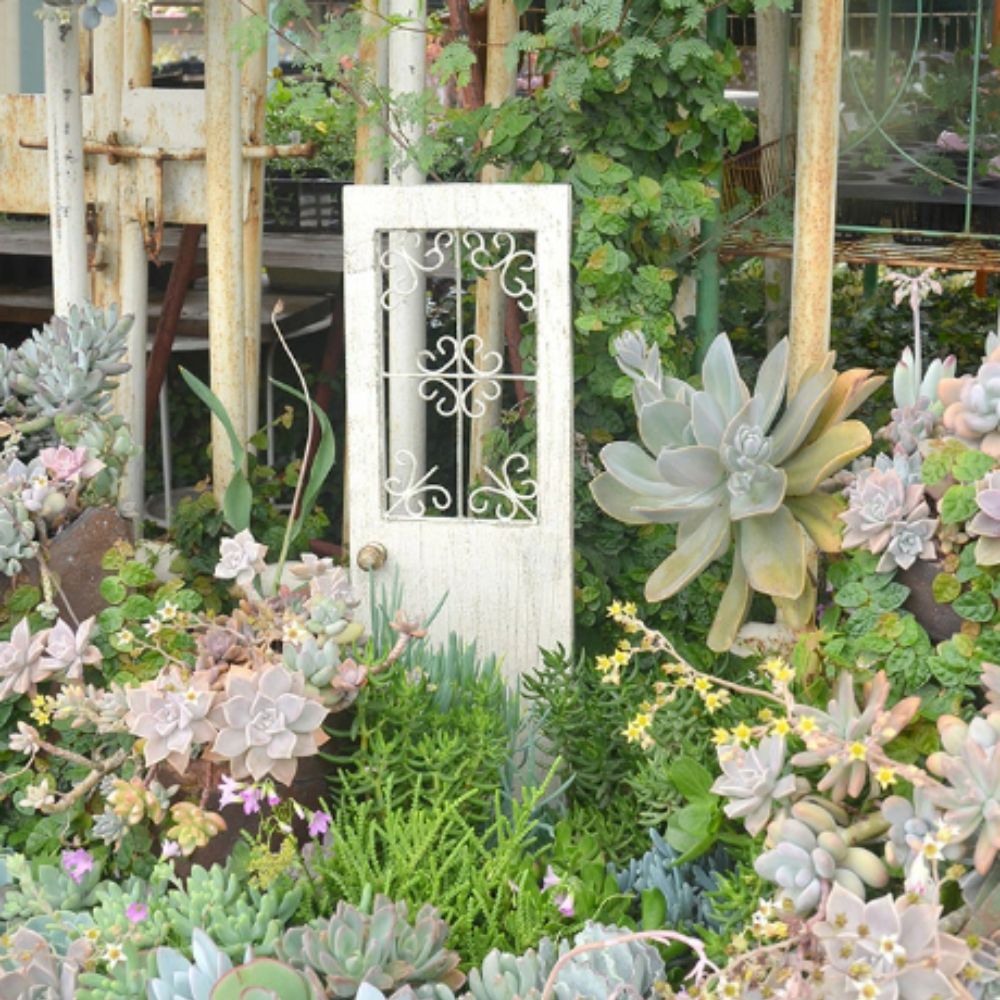 417-2716���˥塼�ե�������ӡ��ɥ����á�<br>�ڥȡ���ڥ���� ������