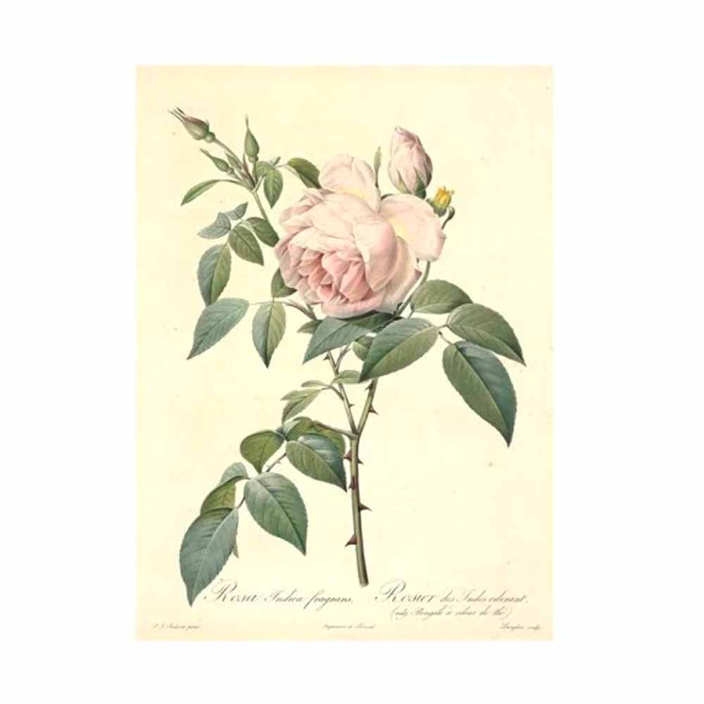 449-2035 「Les Roses バラ図譜(バラズフ)」 著：ピエール=ジョゼフ