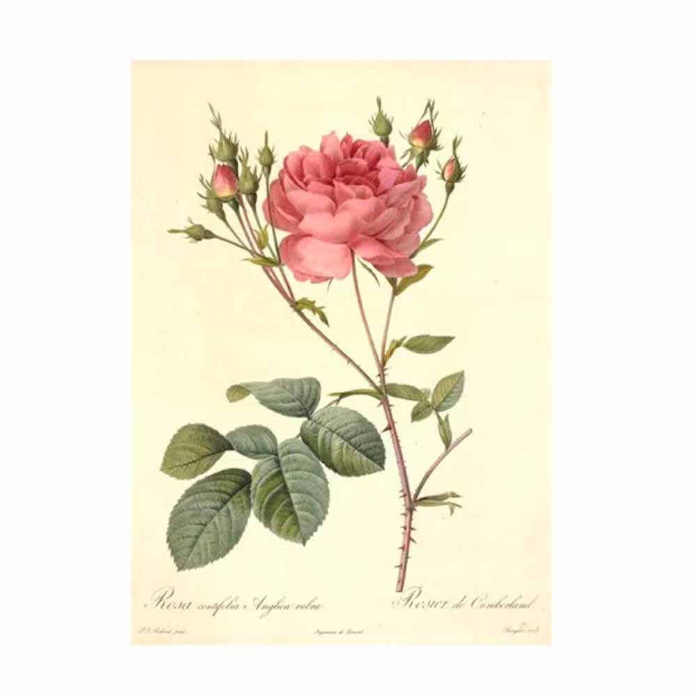 449-2035 「Les Roses バラ図譜(バラズフ)」 著：ピエール=ジョゼフ