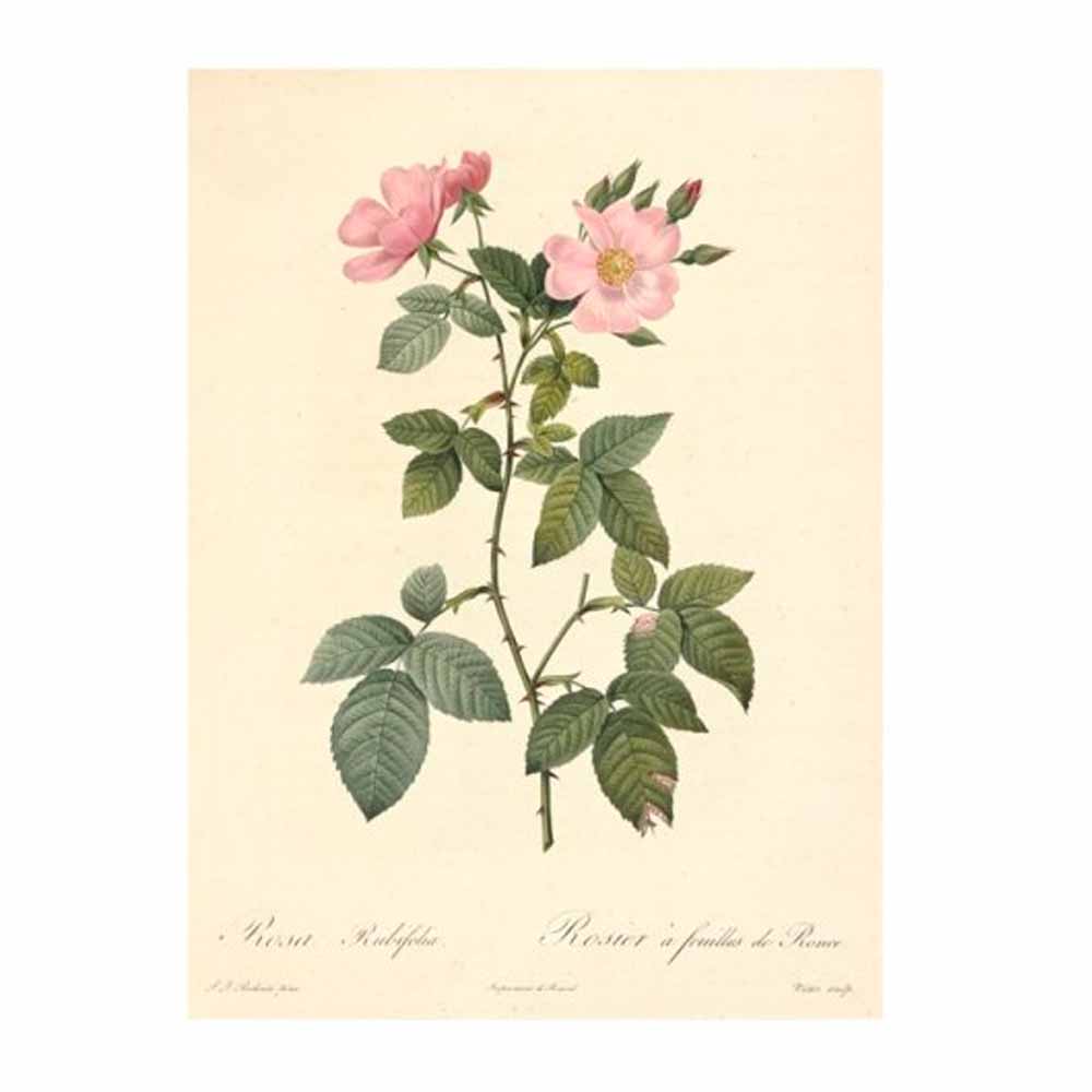 449-2035 「Les Roses バラ図譜(バラズフ)」 著：ピエール=ジョゼフ