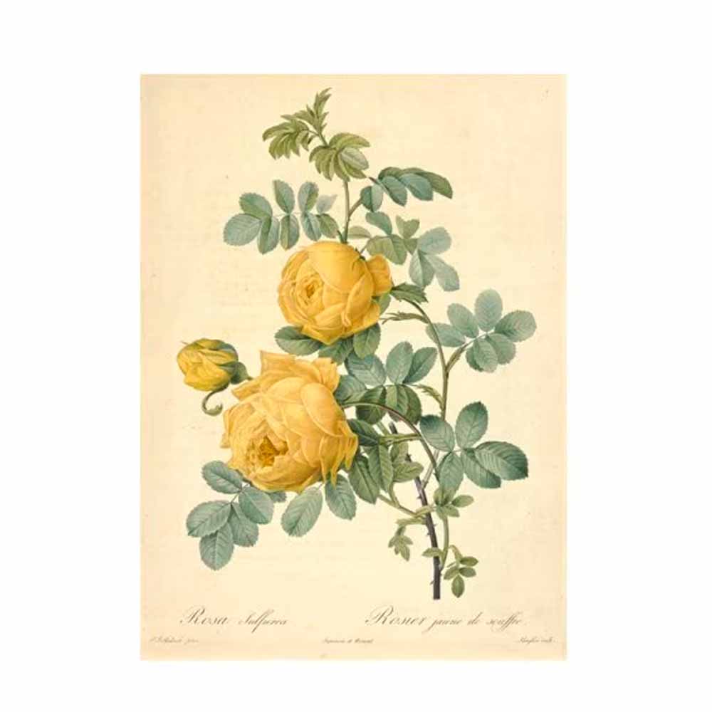 BlackFriday]449-2035 「Les Roses バラ図譜(バラズフ)」 著：ピエール