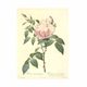 449-2035 ��Les Roses �Х����(�Х饺��)�� �����ԥ�����=���祼�ա���ɥ����ơ��á�