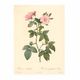 449-2035 ��Les Roses �Х����(�Х饺��)�� �����ԥ�����=���祼�ա���ɥ����ơ��á�