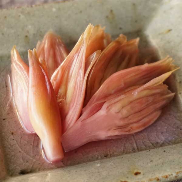 新茗荷の梅酢漬