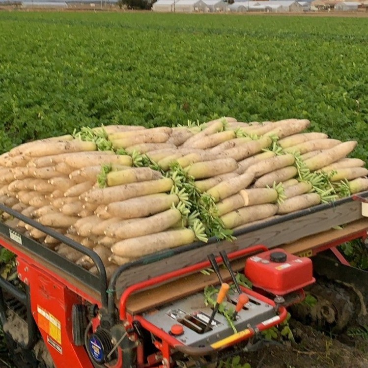 【数量限定】葉付き新漬たくあん「昔気質」（1月31日までのお届け）