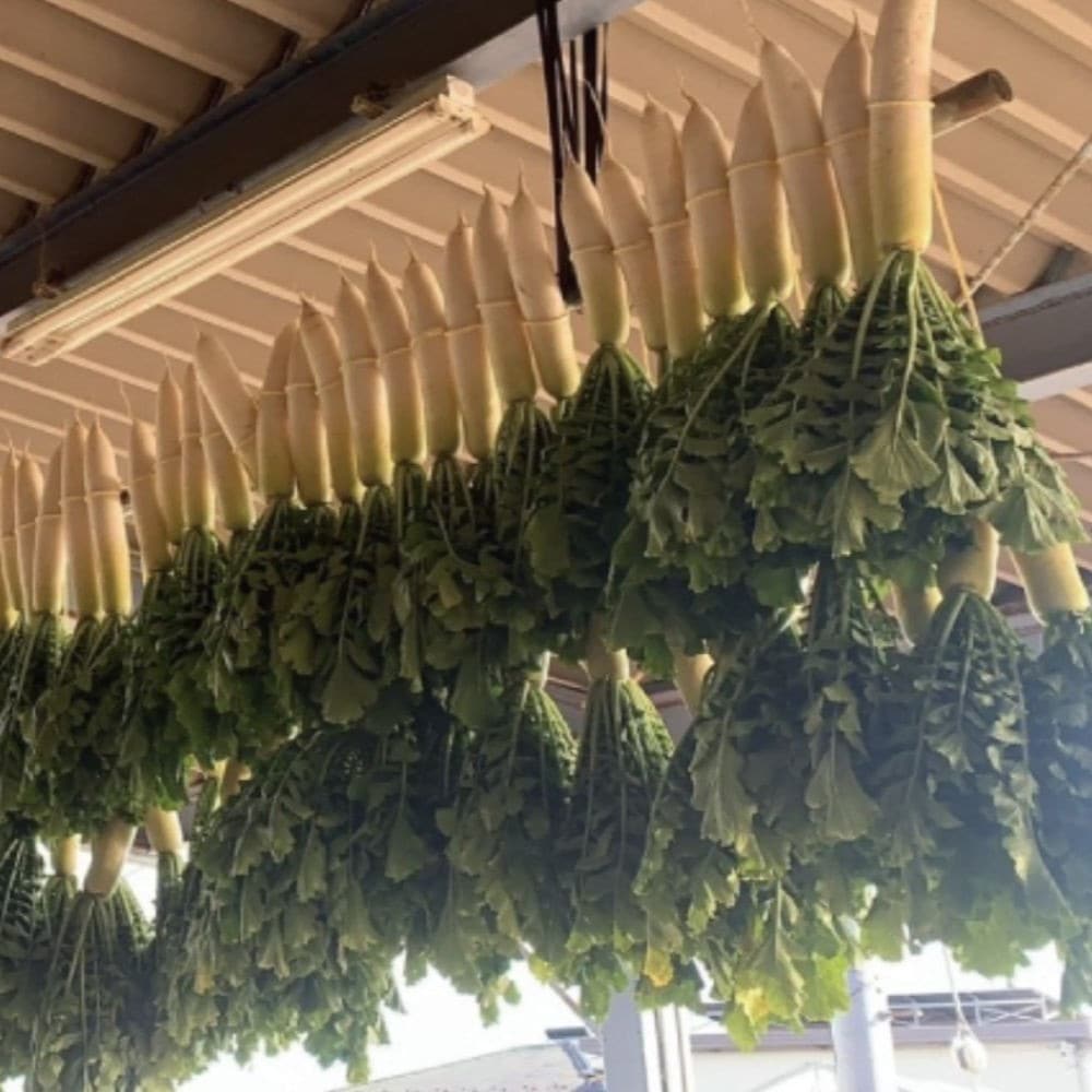 【数量限定】葉付き新漬たくあん「昔気質」（1月31日までのお届け）