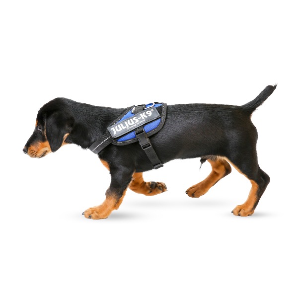 ユリウスケーナイン Julius-K9 IDC パワーハーネス 中型犬 大型