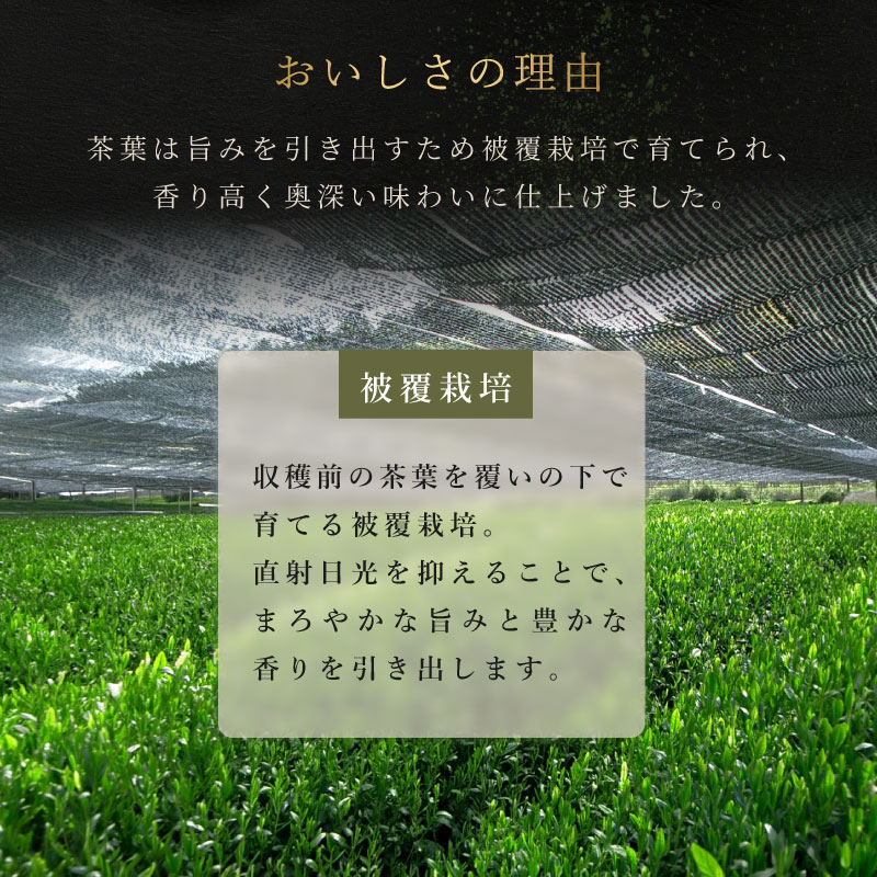 宇治抹茶  2缶セット 黒缶 白缶  40g×2  清泉園本店