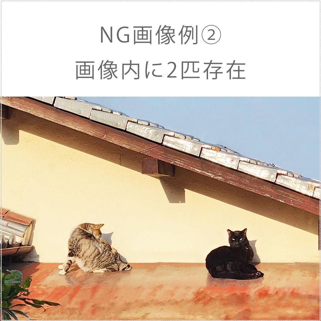 ڥڥåȥꥢ  ӻ ٥ʥ쥯󥮥顼 ǥ