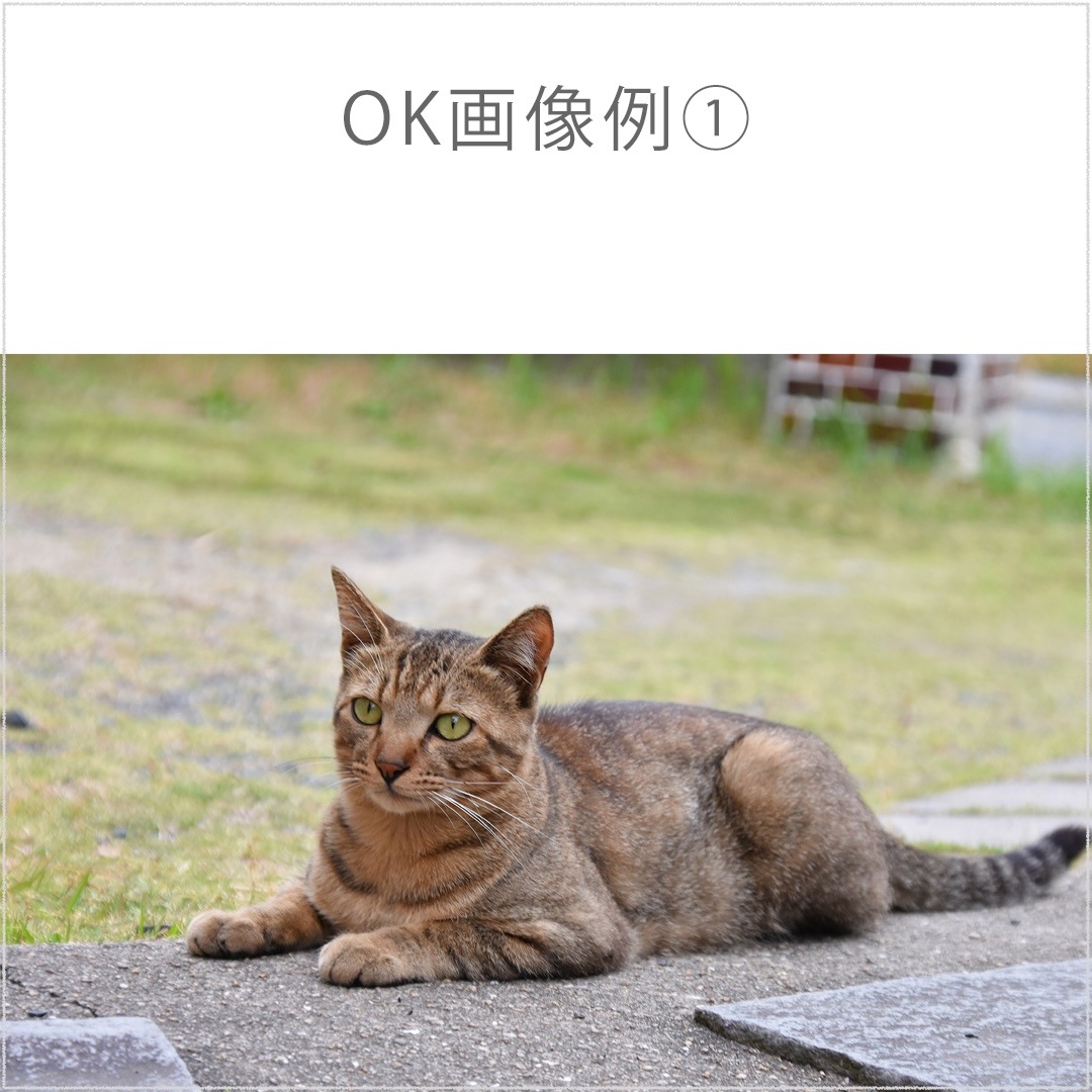 �ڥڥåȥ��ꥢ��� �������� �ӻ��� �����ȥ��� ���