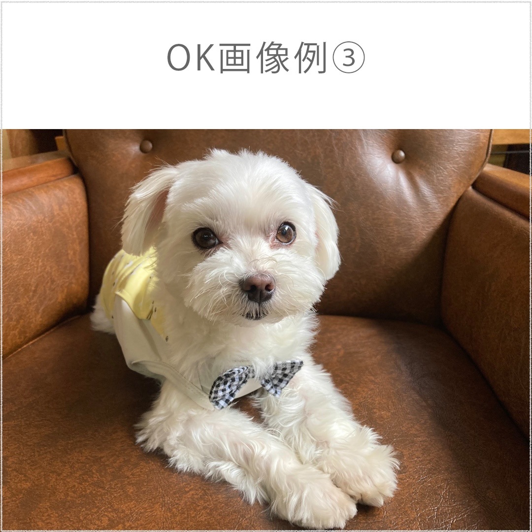 �ڥڥåȥ��ꥢ��� �������� �ӻ��� �����ȥ��� ���