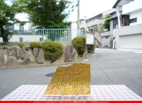 ���ץƥ��ޥ�_OP_IR1021_B_716202300003_�̿������Τ����ܥ�����_15cm��25cm