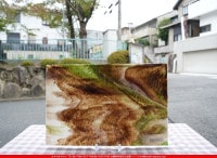 ������_K_59(KO227)_B_734202400066_�̿���1/2�����ܥ�����_26cm��20cm