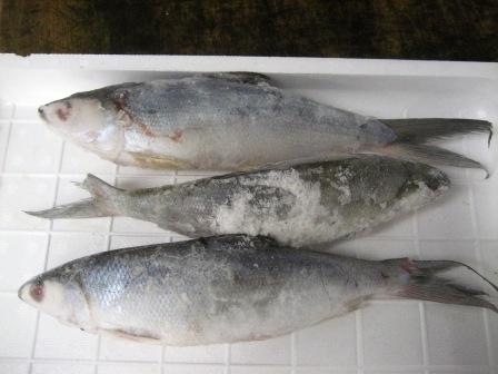 Milkfish 3fish(ߥ륯եå3)