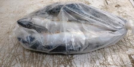 mackerel 4fish(����4��)