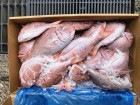 ྮFrozen small sea bream