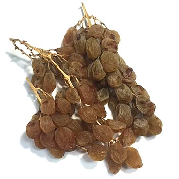 ͭ�����դ� ����ޥ����åȥ졼���� �ڥ������ȥ�ꥢ����