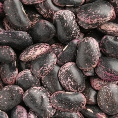 ���Ʀ (�Ȳ֤��󤲤�)  ������7ǯ���̳�ƻ���ۡڥ᡼�����б�/1��1kg�ޤǡ�