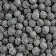  ð�ȹ�Ʀ (����)  ������6ǯ��ʼ�˸�����