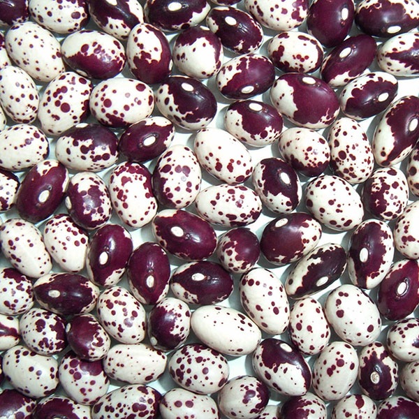 �Ȥ��ܤ�Ʀ  ���̳�ƻ����