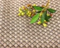 [Import]miniåȥۡCLARKE & CLARKELYRA [M 1/5]