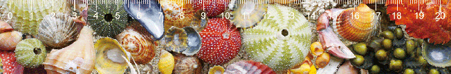 MCA41/Seashells Ruler [20cm定規]