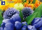 CS087
