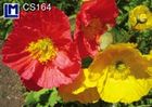 CS164
