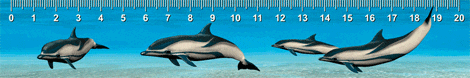 Animal/ARU00004GB