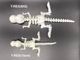�ߥ饯������ʥ�����T-REX�� BIG